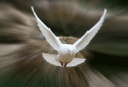 Хімія і вітер: як голуби знаходять шлях додому?