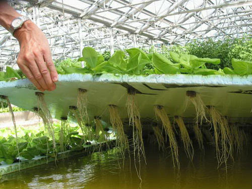 Вирощування рослин з допомогою методу гідропоніки