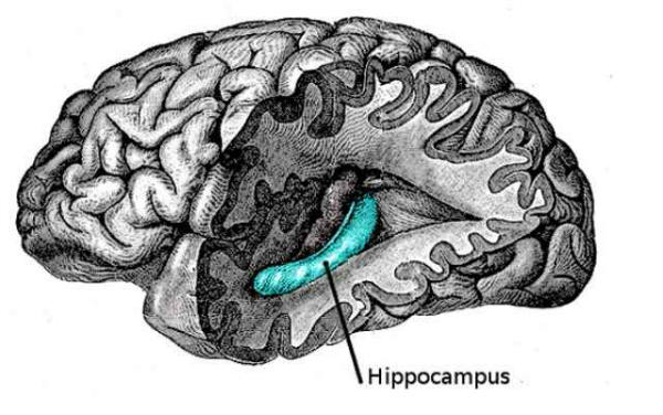hippocampus_600