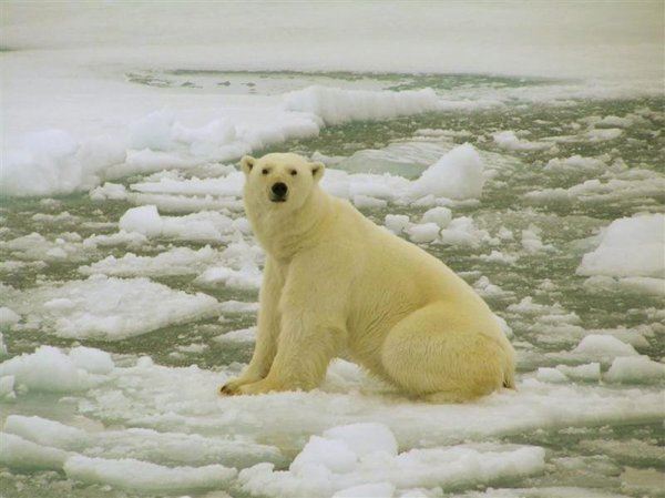Арктика до кінця 21 століття залишатиметься в літній час без льоду