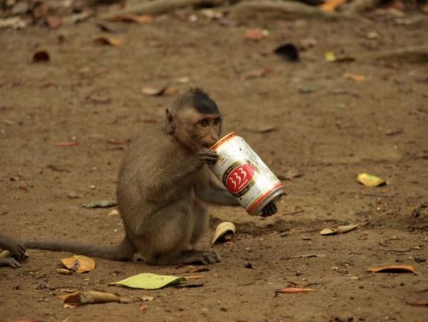 Алкоголь в раціоні приматів став еволюційною перевагою