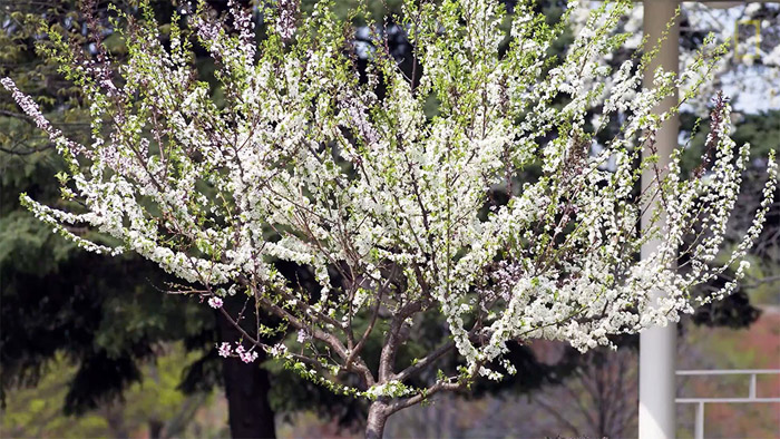 Большинство фруктовых деревьев цветет белым, однако деревья Ван Акена отличаются особенным букетом ароматов.