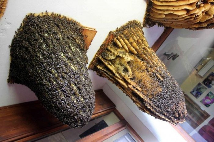 В Іспанії є музей живих бджіл - фото 3