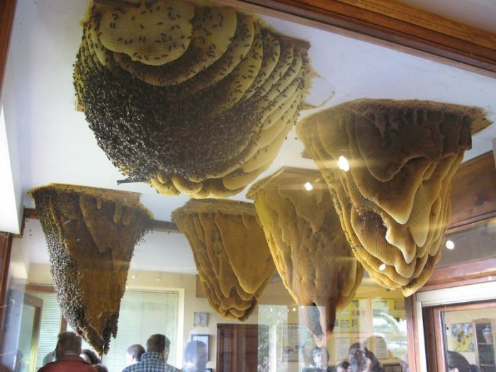 В Іспанії є музей живих бджіл - фото 1