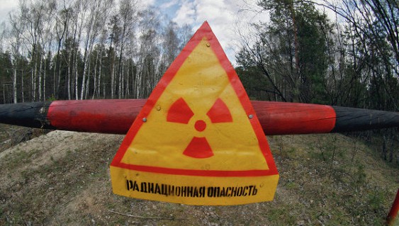 Тварини Чорнобиля сліпнуть через радіацію
