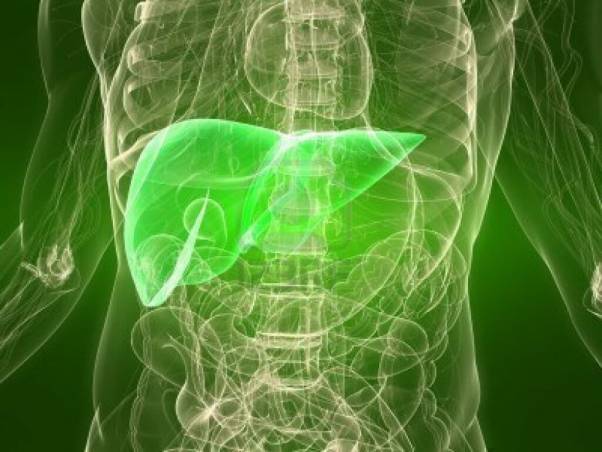 1362989659_6443696-transparent-body-with-healthy-liver_602x452