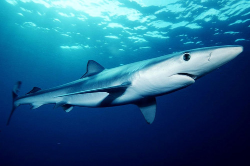 У берегов Британии выловили голубую акулу рекордного размера