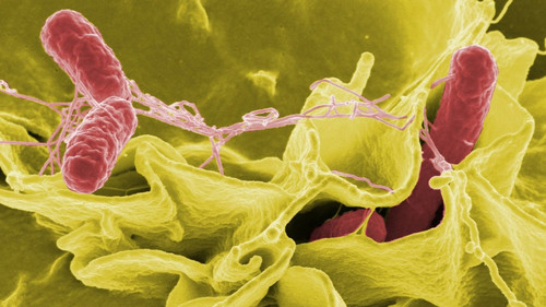 99% микробов, живущих в человеческом теле, неизвестны науке