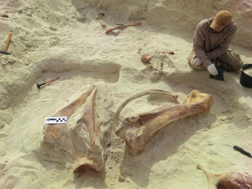В Саудовской Аравии нашли останки гигантских доисторических слонов