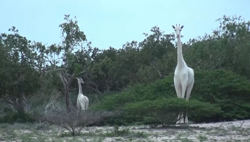 В Кении обнаружили белых жирафов