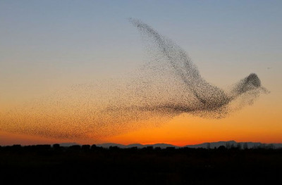 Тысячи скворцов создали в небе образ гигантской птицы