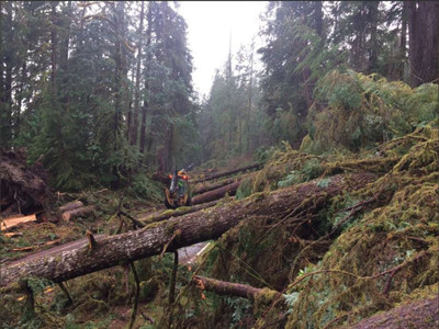 Свыше ста деревьев в штате Вашингтон повалены загадочной силой