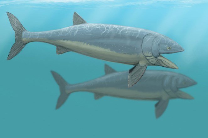Палеонтологов озадачила скорость плавания древних костных рыб-гигантов