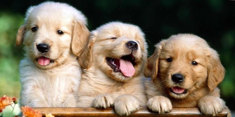 Учёные определили самый милый возраст щенков