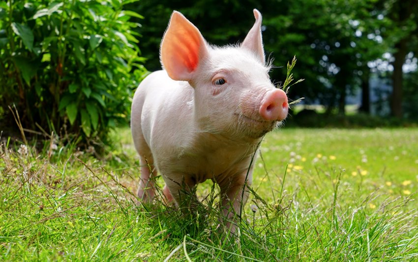 Ученые обнаружили у свиней новый смертельно опасный для человека вирус