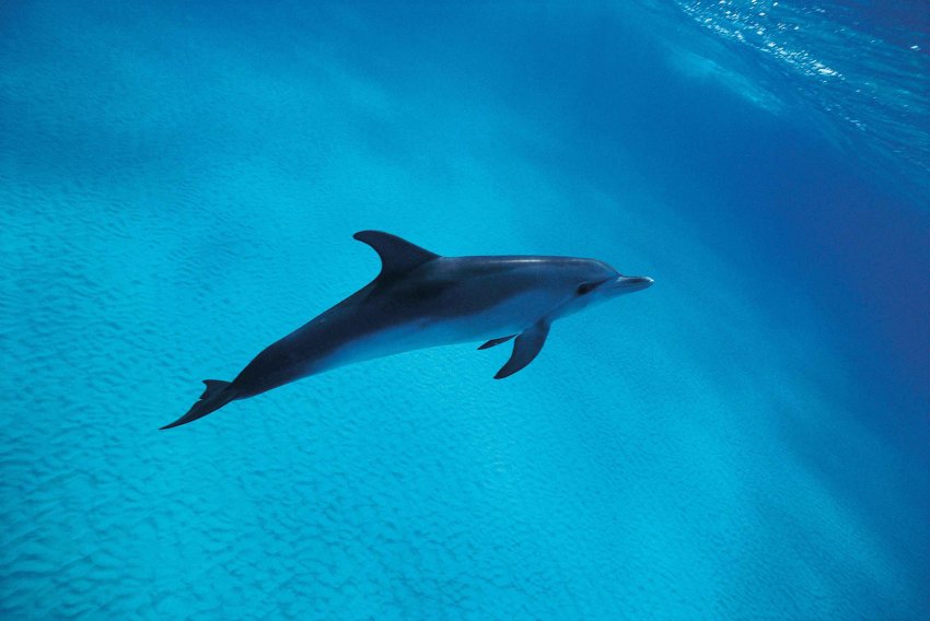 Дельфины могут помочь человеку в общении с инопланетянами