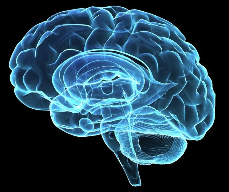 Ученые нашли мозг в прямой кишке