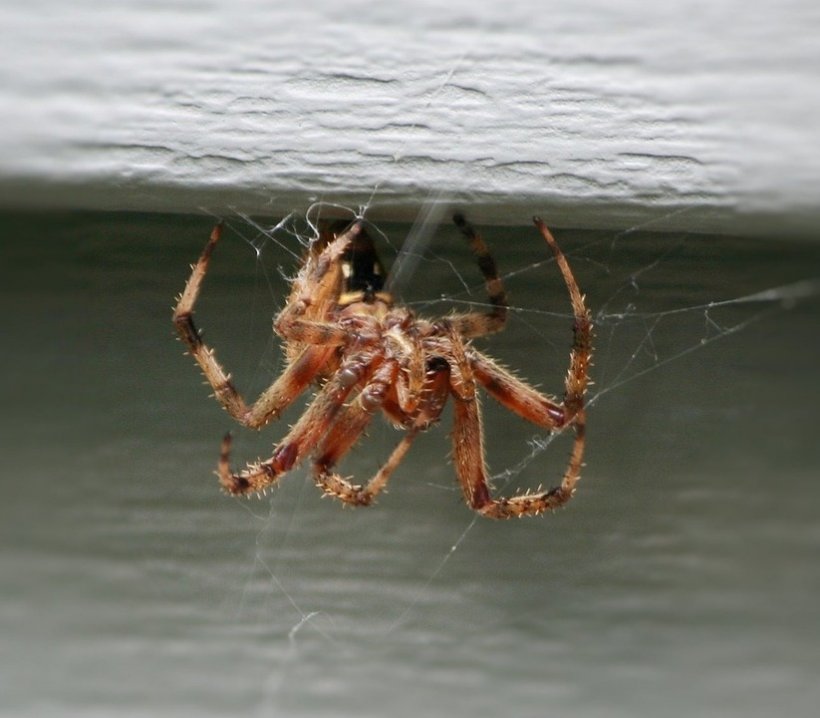 Ученые не советуют уничтожать домашних пауков из-за их пользы для экосистемы