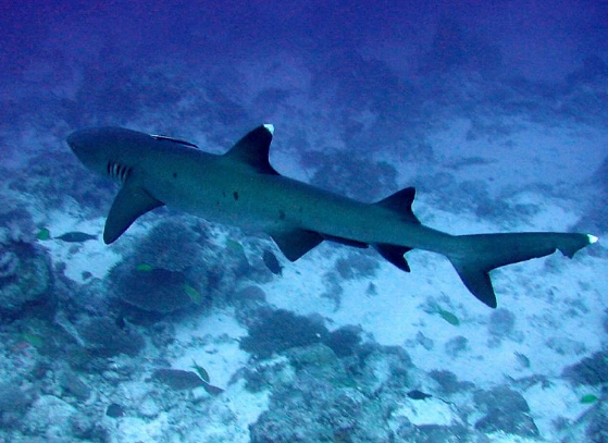 В Австралии на пляже найдены редкие зубы доисторической мега-акулы