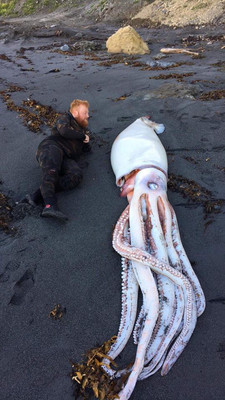 Гигантского кальмара выбросило на берег в Новой Зеландии