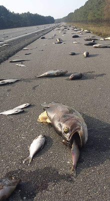 Ураган «Флоренс» оставил на автотрассе сотни мертвых рыб