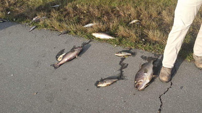 Ураган «Флоренс» оставил на автотрассе сотни мертвых рыб