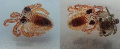 Крохотные осьминоги-убийцы напомнили о загрязненности океанов