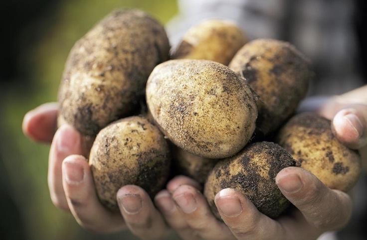 Ученые: Изменение глобальной температуры уменьшит урожайность картофеля