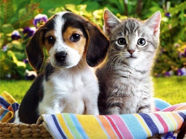 собака та кіт