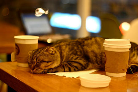 Європа переживає бум на котячі кафе