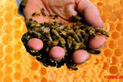 Ефективна апітерапія: лікування варикозу бджолами
