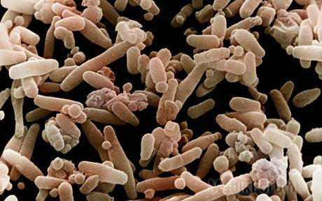 Мікроби стали нашою другою суттю