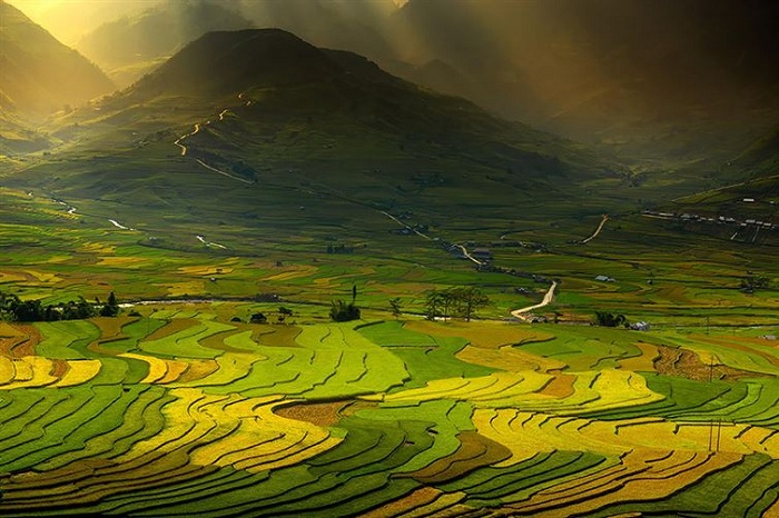 Разноцветные рисовые поля.