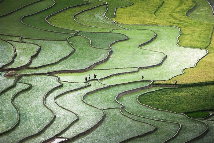 Плантации риса в Северном Вьетнаме.