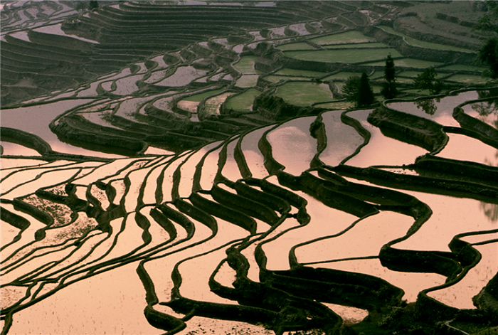  Чарующие рисовые террасы в китайской провинция Юньнань.