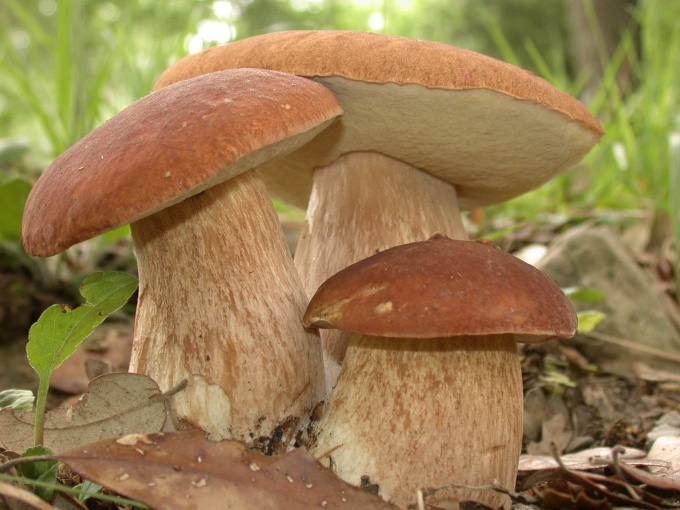 Съедобные грибы - где собирать?