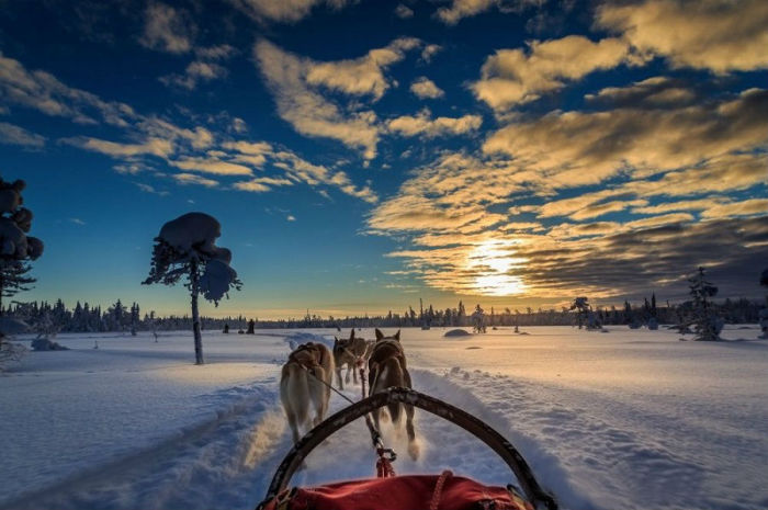 Езда на собачьих упряжках в Швеции.