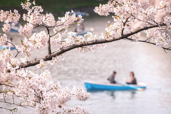 Приятная прогулка вдоль канала, по берегам которого растут деревья японской вишни – сакуры.