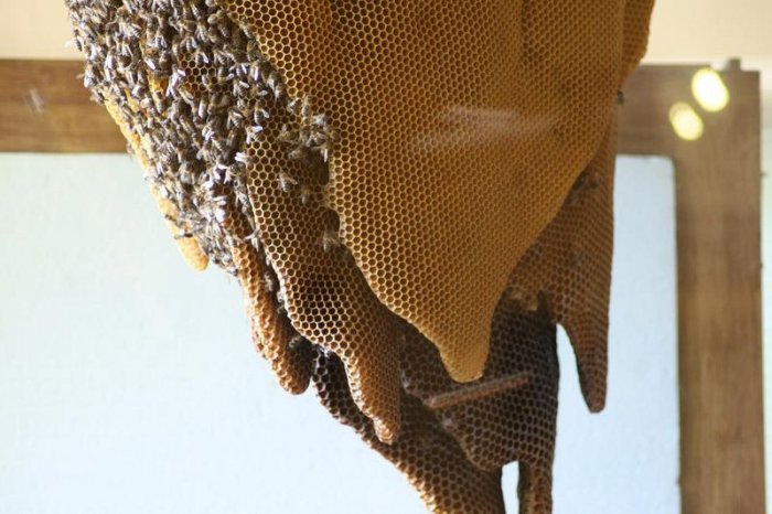 В Іспанії є музей живих бджіл - фото 4