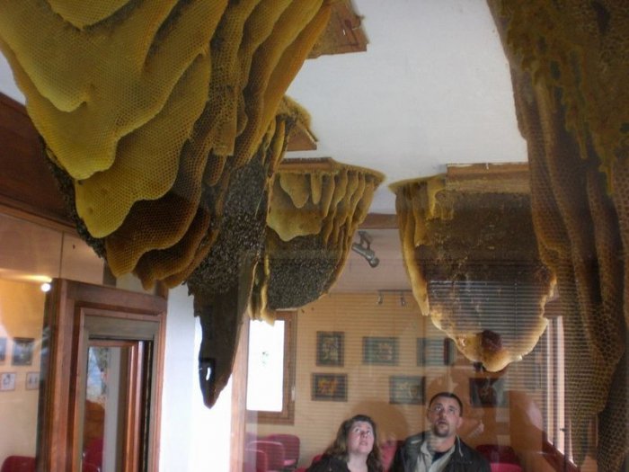 В Іспанії є музей живих бджіл - фото 2