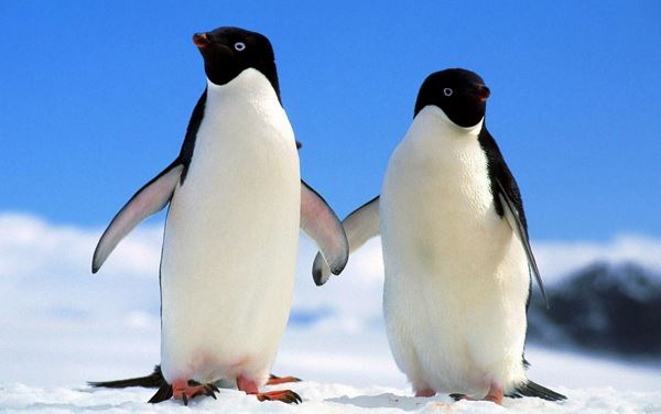 Колонії пінгвінів Аделі загрожує вимирання (відео)