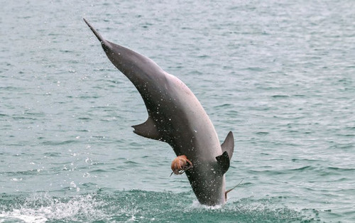 Осьминог оседлал дельфина в Австралии
