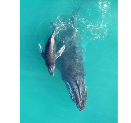 Горбатые киты сапасаются от хищников шепотом