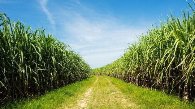 Специально для производства биотоплива создан сахарный тростник