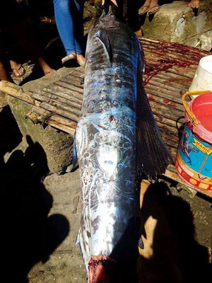 На Филиппинах поймали рыбу покрытую загадочными символами и узорами