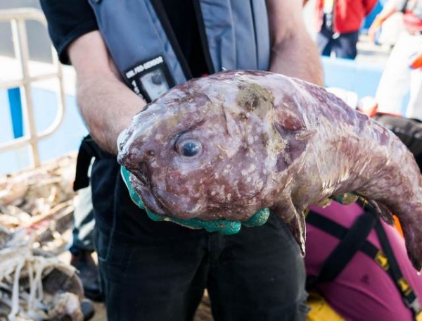 Самые жуткие и удивительные существа, выловленные в водах Австралии