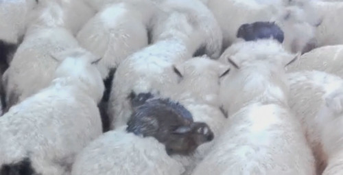 В Новой Зеландии кролики спаслись от наводнения на спинах овец