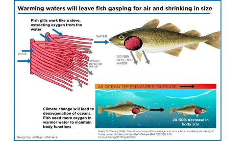 Из-за глобального потепления рыбы уменьшаются в размерах