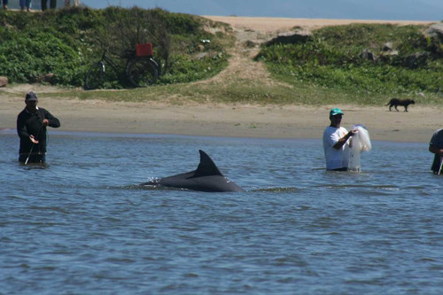 У дельфинов, работающих с людьми, появляется особенный акцент