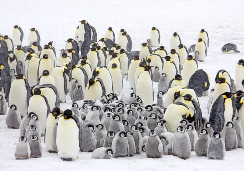 Удивительные способности пингвинов